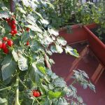 Les tomates cerises poussent en un clin d'oeil sur les balcons ensoleillés.