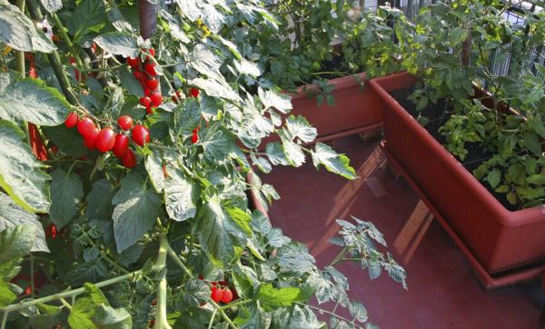 Cultiver des tomates sur son balcon