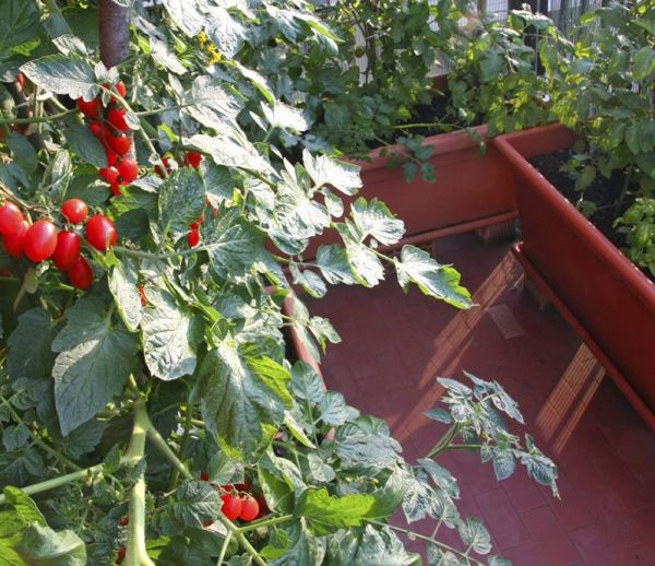 Cultiver des tomates sur son balcon