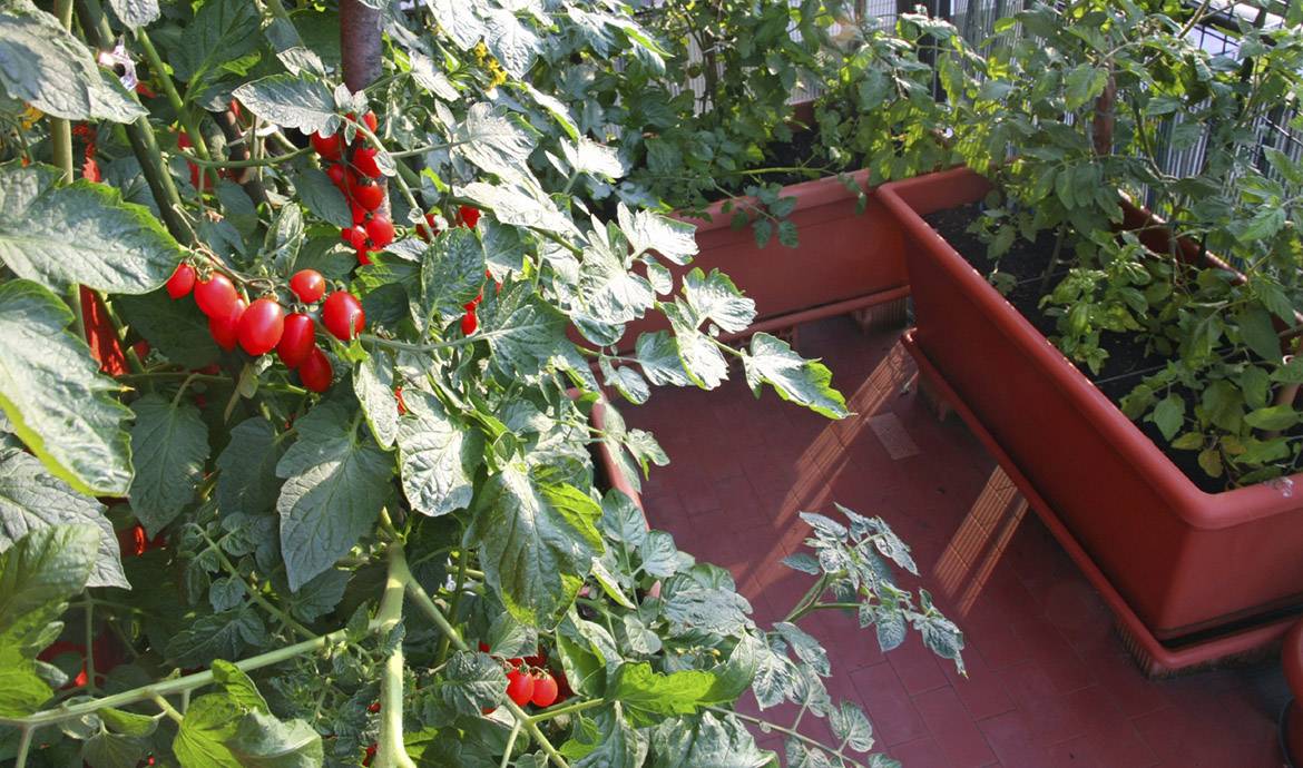 Cultiver des tomates sur son balcon