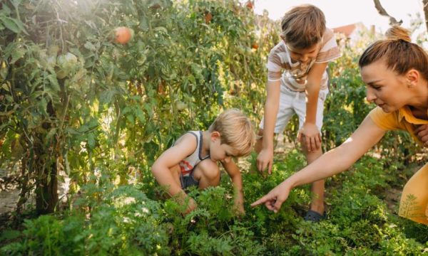 Que semer et planter au potager pour une belle récolte cet été ?