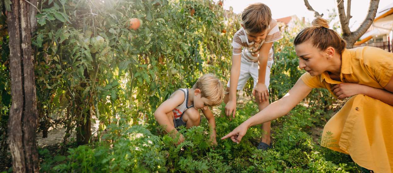 Que semer et planter au potager pour une belle récolte cet été ?