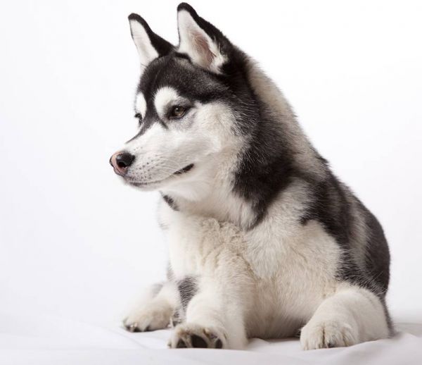 Un chien inspiré repeint la maison de ses maîtres