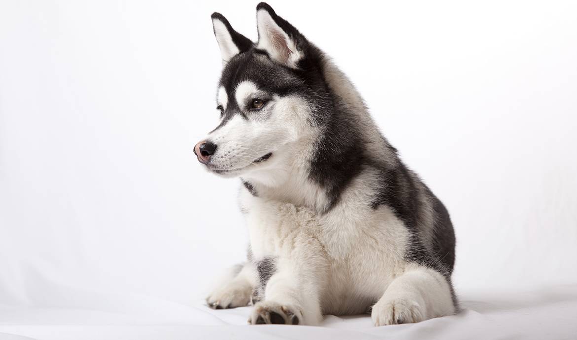 Un chien inspiré repeint la maison de ses maîtres