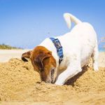Quels sont les usages des Français quand ils partent en vacances avec leur animal ?