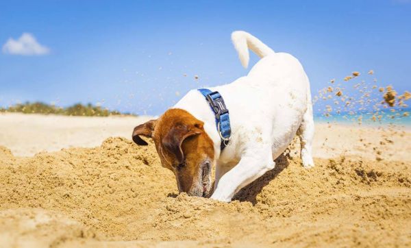 Comment les Français organisent les vacances de leur animal ?
