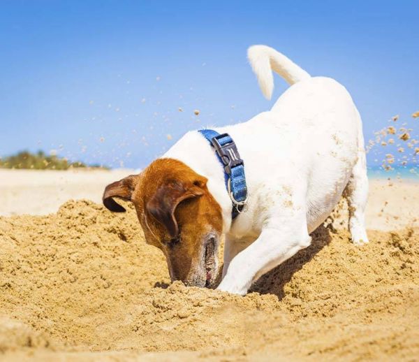 Comment les Français organisent les vacances de leur animal ?