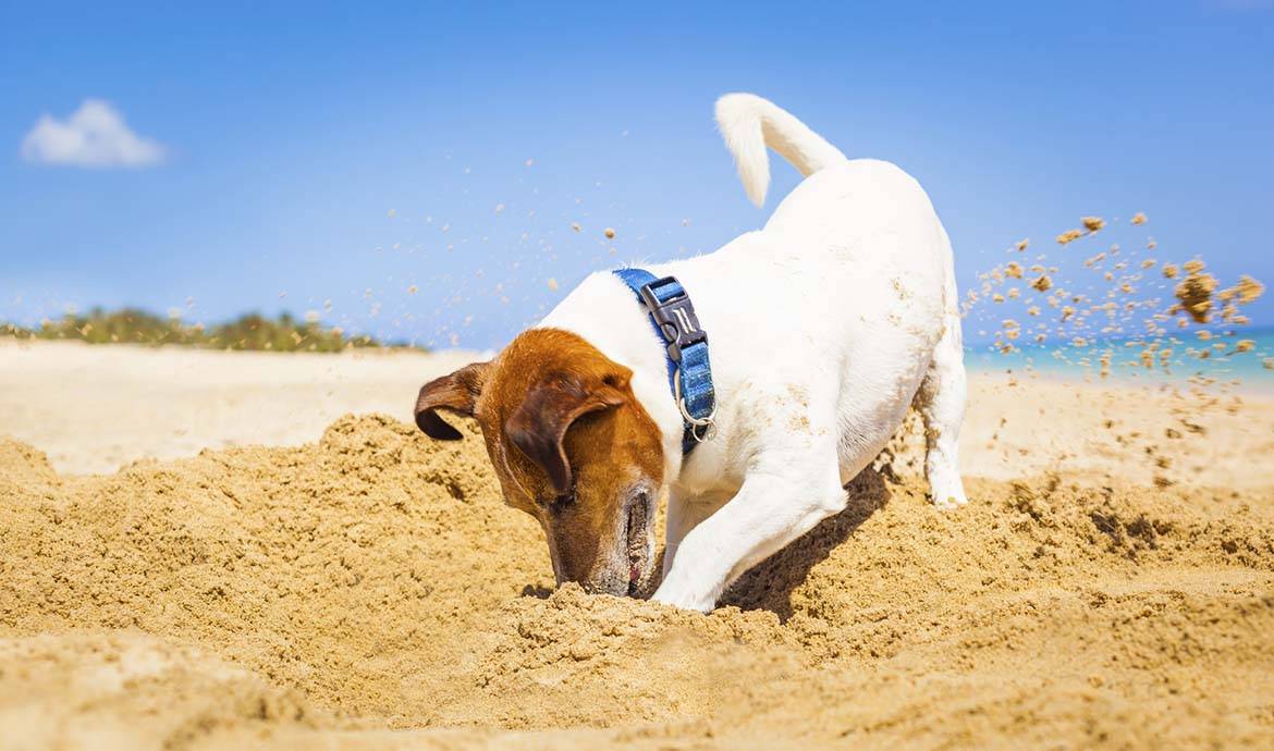 Comment les Français organisent les vacances de leur animal ?