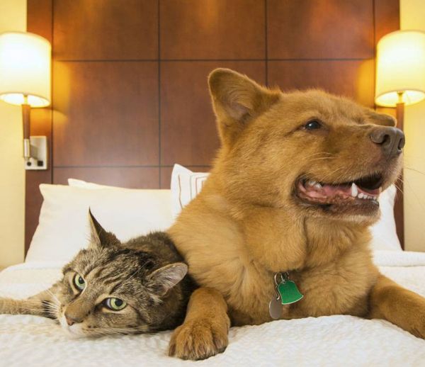 Les solutions pour faire garder son chien ou son chat l'été