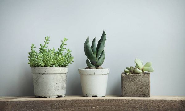 Conseils pour entretenir facilement vos succulentes