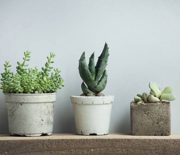 Comment entretenir des succulentes ? – Mon blog de fille