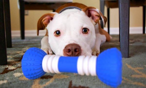 12 idées pour que vos animaux ne s'ennuient pas quand vous n'êtes pas là
