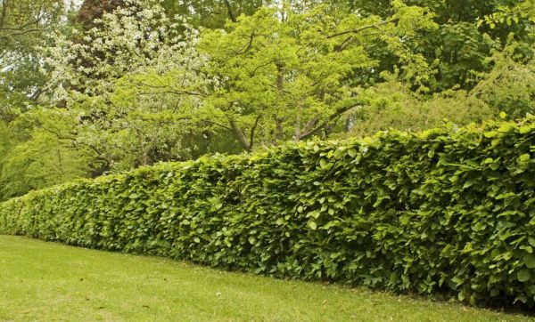Quels arbustes choisir pour ses haies ?