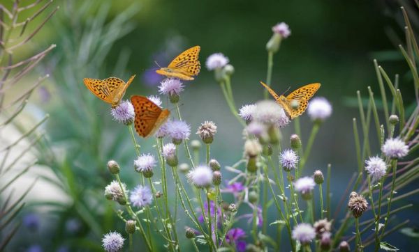 Comment faire revenir les papillons dans son jardin