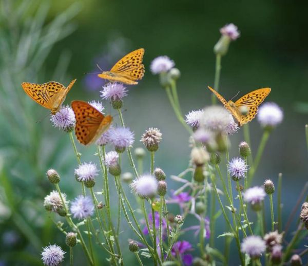 Comment faire revenir les papillons dans son jardin