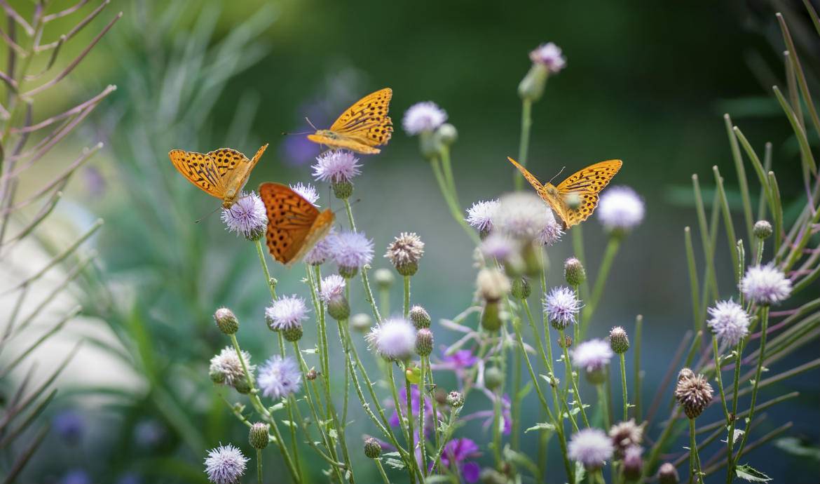 Comment faire revenir les papillons dans son jardin