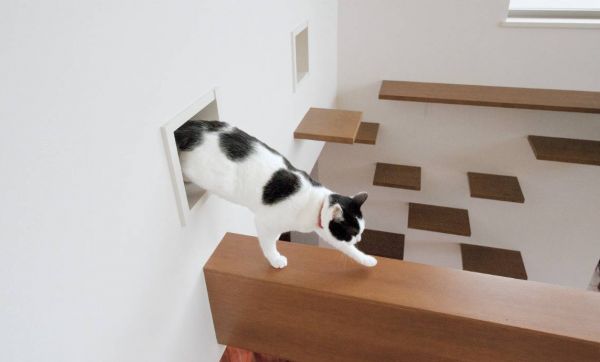 Vivre dans une maison conçue pour... les chats