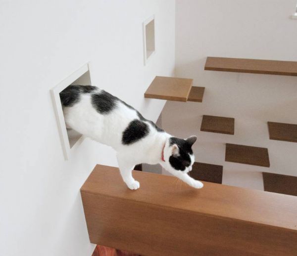 Vivre dans une maison conçue pour... les chats