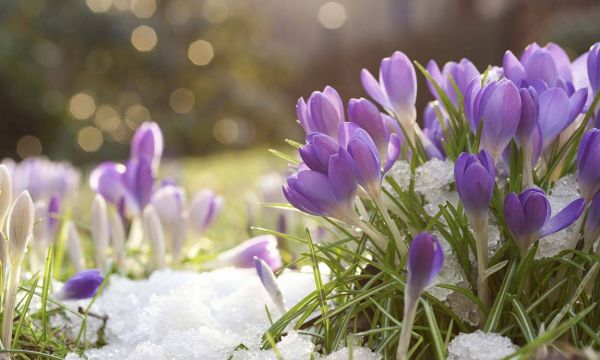 Le calendrier pour avoir un jardin fleuri cet hiver