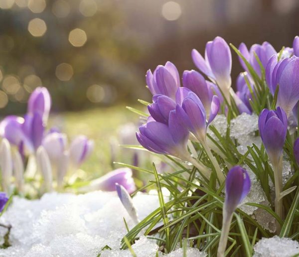 Le calendrier pour avoir un jardin fleuri cet hiver