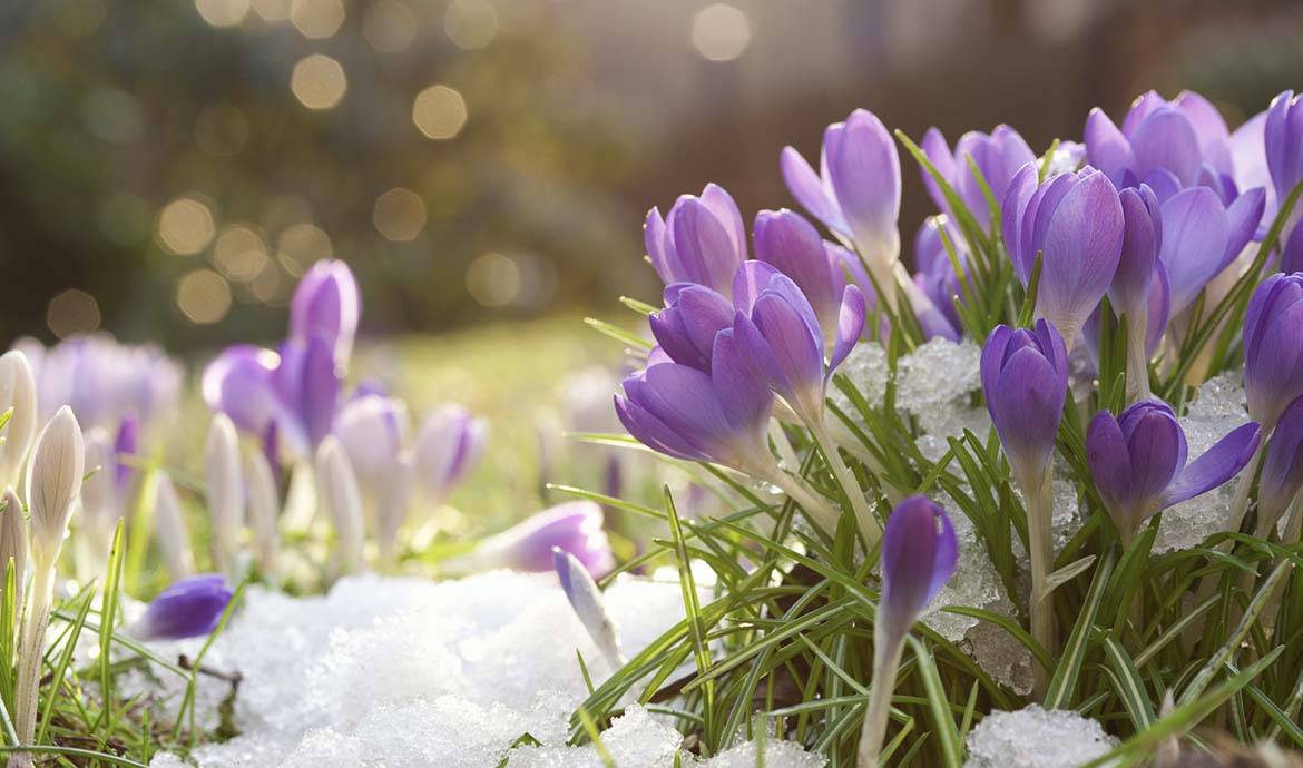 Le calendrier pour avoir un jardin fleuri cet hiver