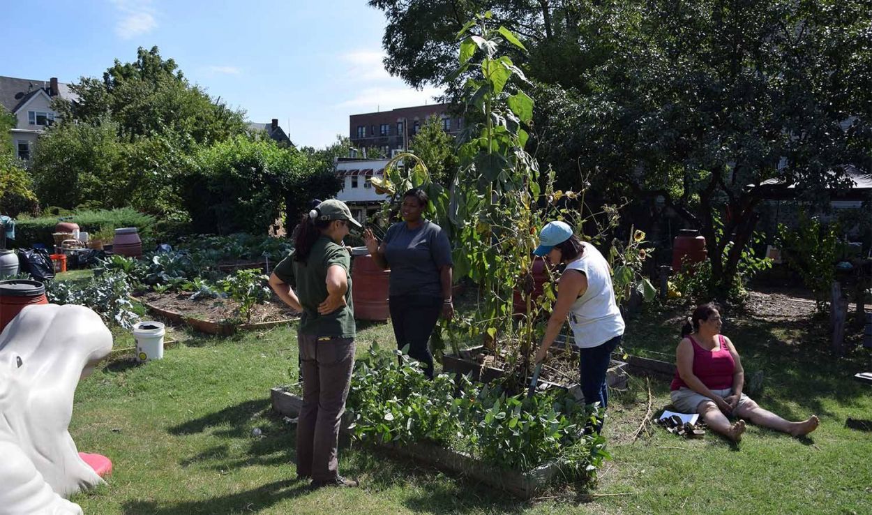 Ces jardins partagés ont changé le visage du Bronx