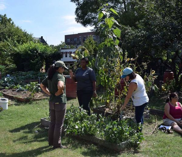 Ces jardins partagés ont changé le visage du Bronx