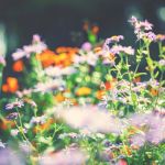 Avoir un jardin coloré en hiver, c'est possible !