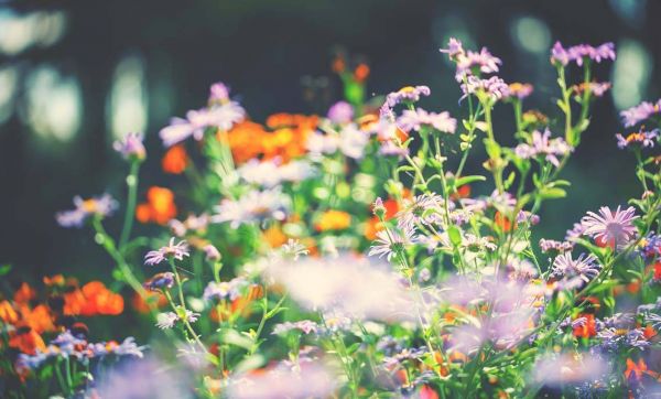Tout pour un beau jardin d'automne