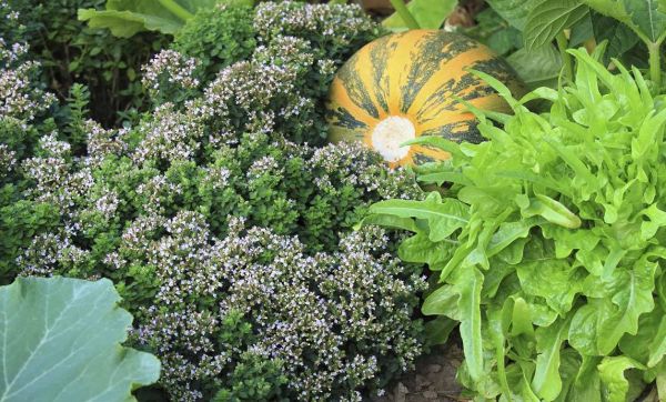 Mais au fait, c'est quoi la permaculture ?