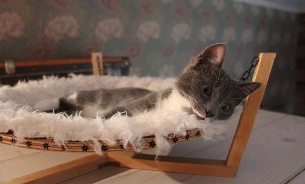 DIY : fabriquez un hamac tout doux pour votre chat