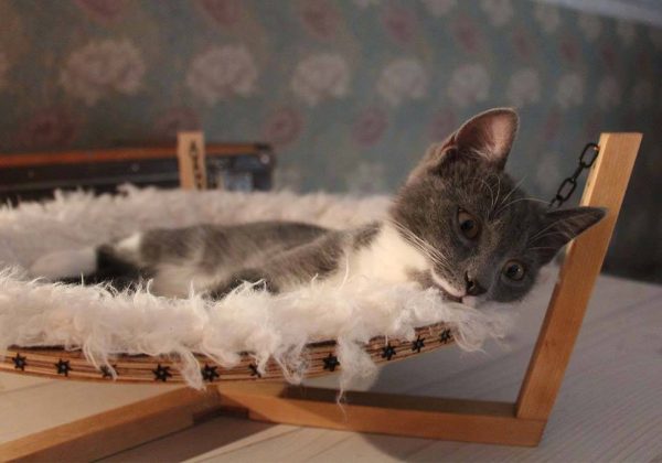 Tutoriel Fabriquer Un Hamac Pour Chat Un Lit Suspendu Pour Chat A Construire Soi Meme Tutoriel Fabriquer Un Hamac Pour Chat Un Lit Suspendu Pour Chat A Construire Soi Meme