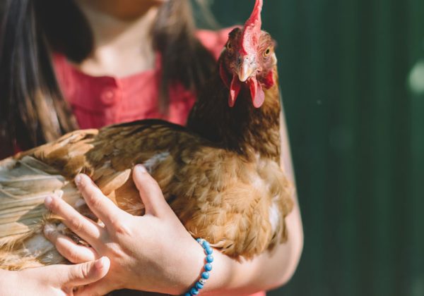Prendre Soin De Ses Poules Comment Soccuper De Poules Dans Son