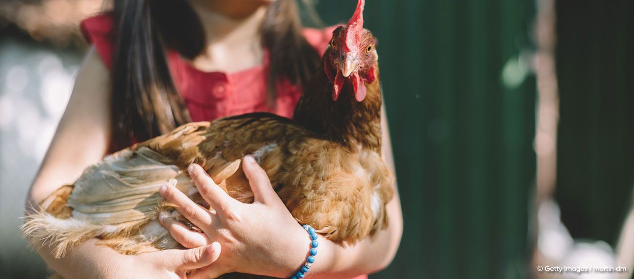 7 conseils pour le bien-être de vos poules
