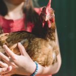 7-conseils-pour-le-bien-être-de-vos-poules