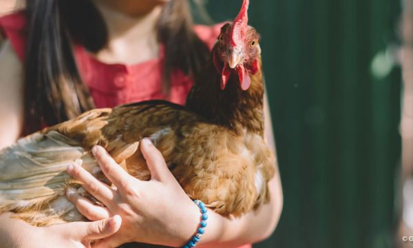 7 conseils pour le bien-être de vos poules