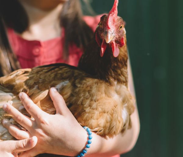 7 conseils pour le bien-être de vos poules