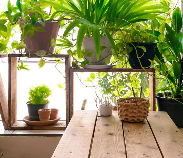 Les plantes tendance à adopter d'urgence