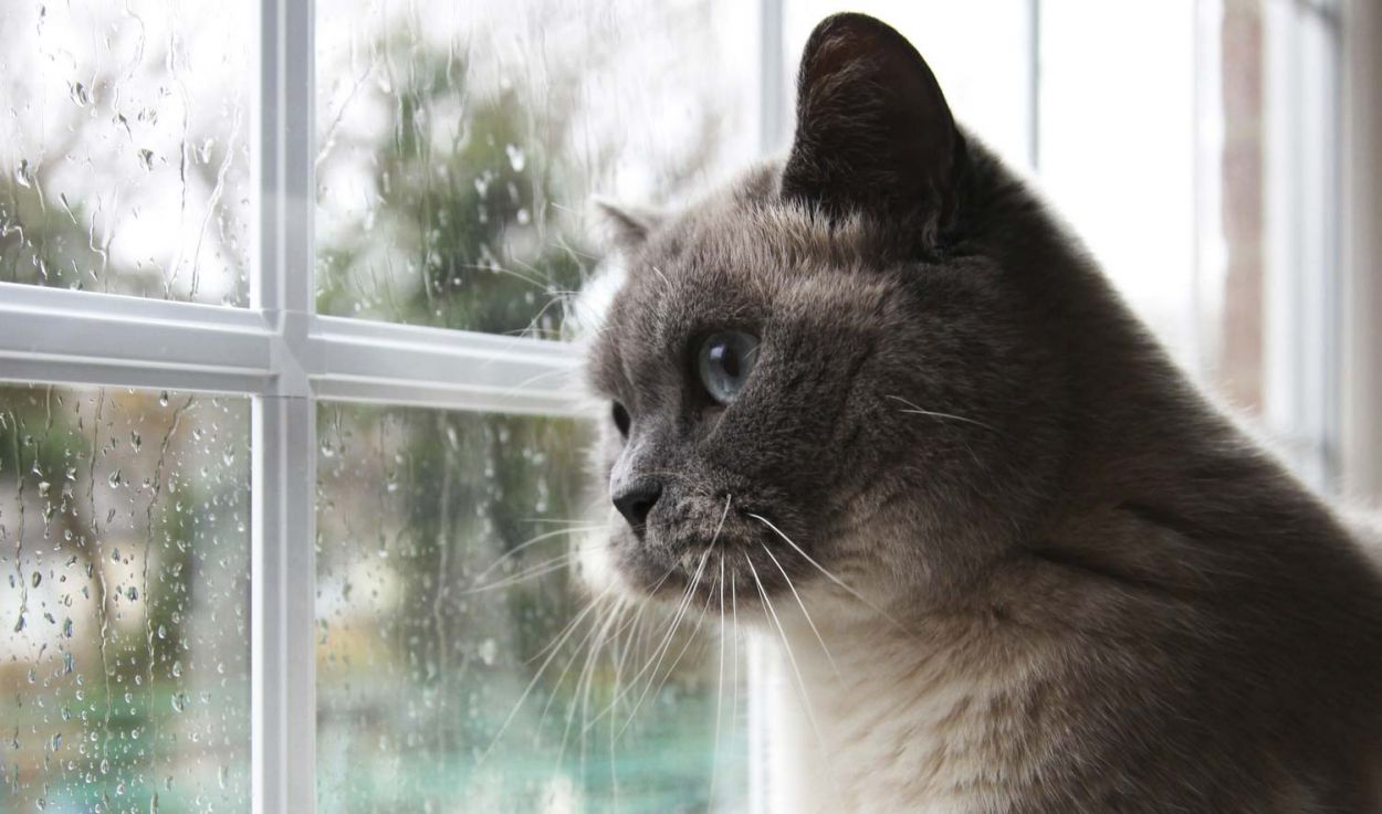 15 idées géniales pour que les chats regardent dehors