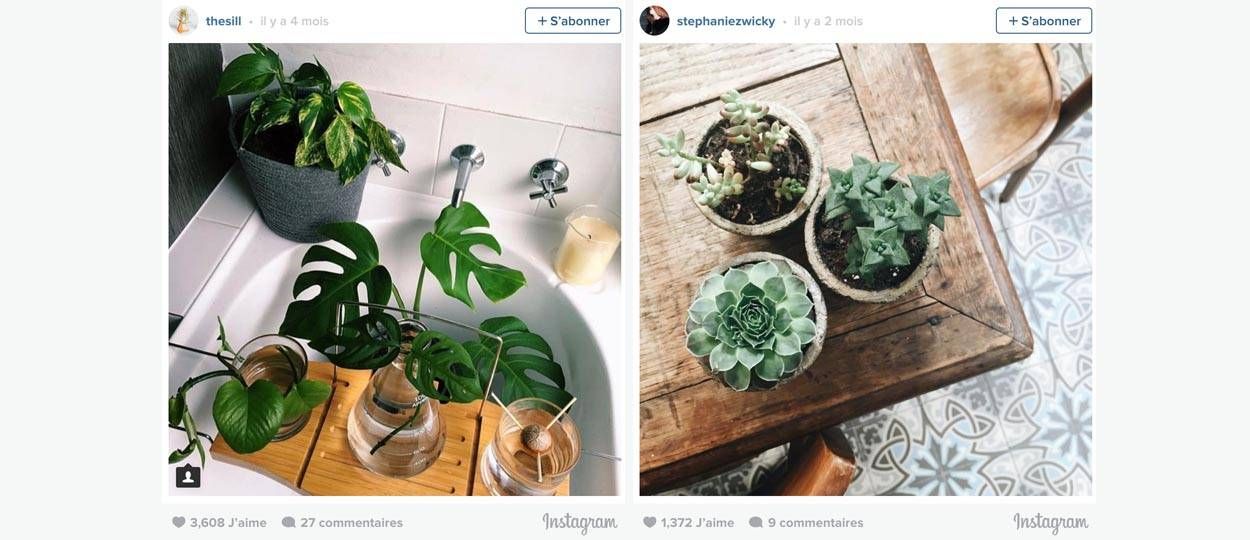 9 astuces pour réussir ses photos Instagram de plantes