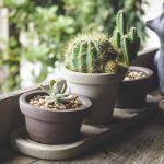 Les cactus sont partout dans la décoration intérieure.