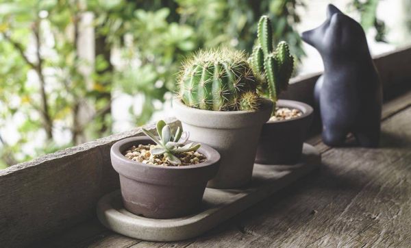 Idée déco : Craquez pour la tendance cactus