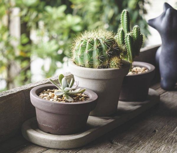 Idée déco : Craquez pour la tendance cactus