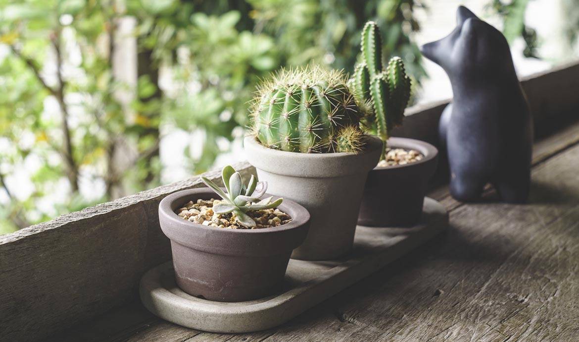 Les cactus sont partout dans la décoration intérieure.