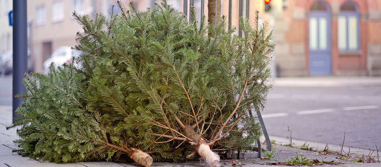 6 solutions pour donner une nouvelle vie à votre sapin après les fêtes