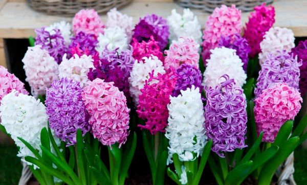 La jacinthe : votre alliée colorée des mois d'hiver