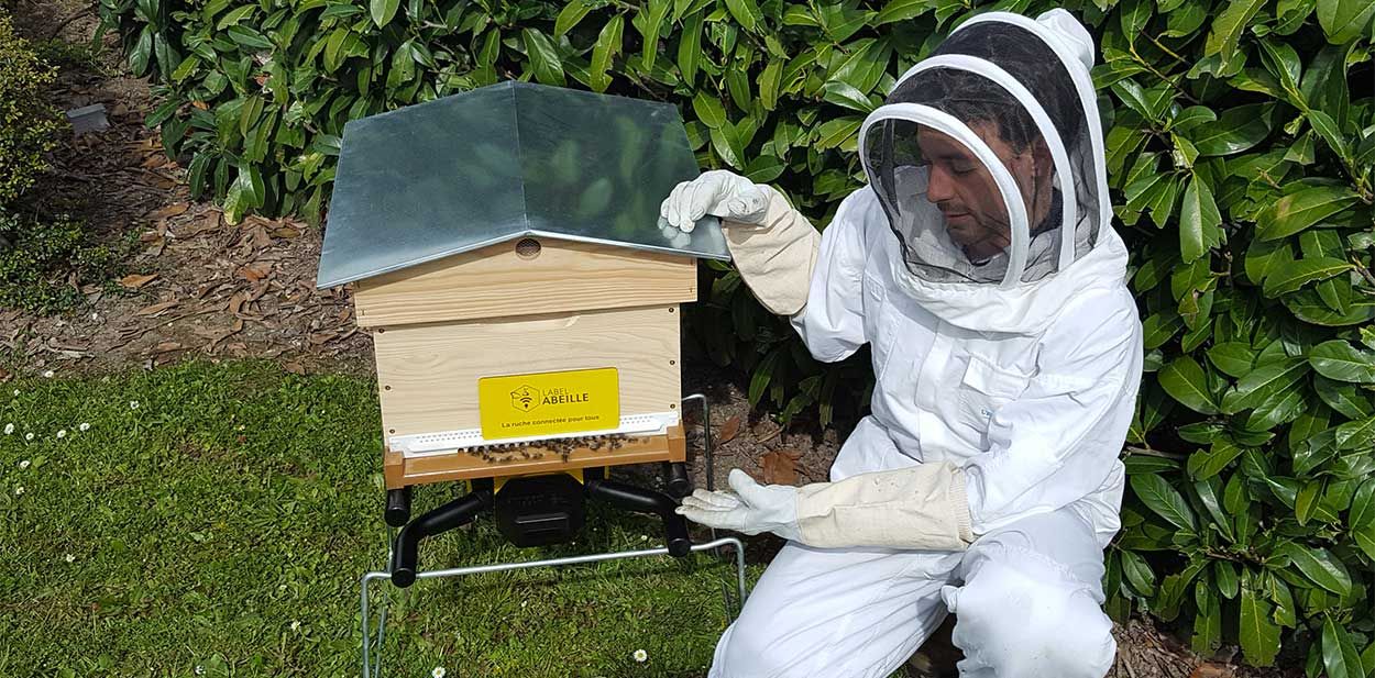 Des ruches connectées pour sauver les abeilles