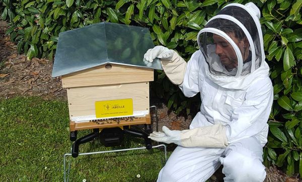 Des ruches connectées pour sauver les abeilles