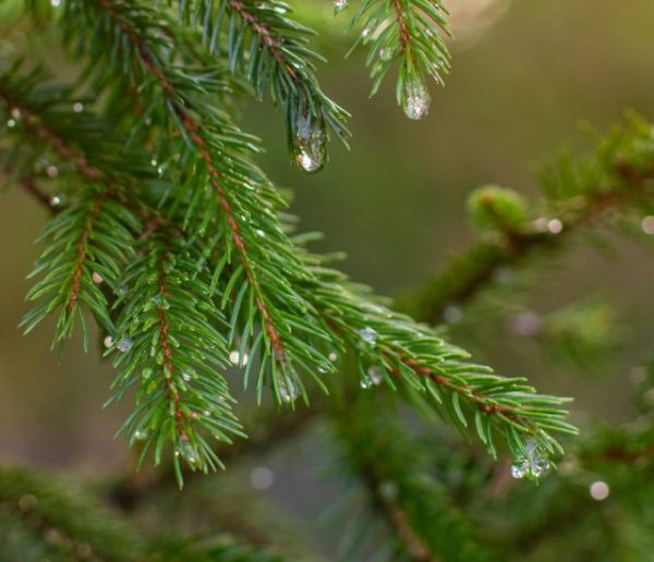 6 idées pour donner une nouvelle vie à votre sapin après les fêtes