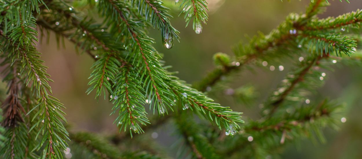 6 idées pour donner une nouvelle vie à votre sapin après les fêtes